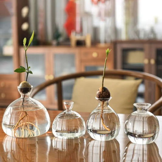 Avocado seed starter glass vase with avocado pit in water