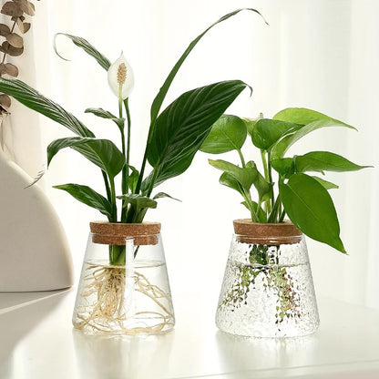 Clear glass desktop propagation station holding multiple plant cuttings in water