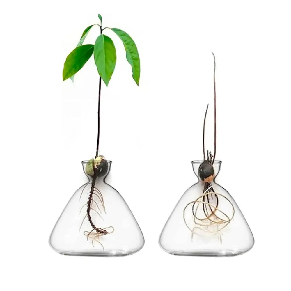 Style D avocado seed glass vase on sunny windowsill with roots growing