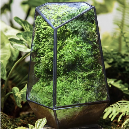 Large quartz-shaped glass terrarium planter with layered moss landscape on wooden floor