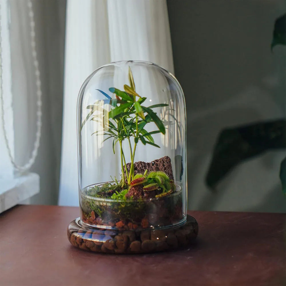 Vintage-style clear glass dome cloche with wooden base for home shelf decor