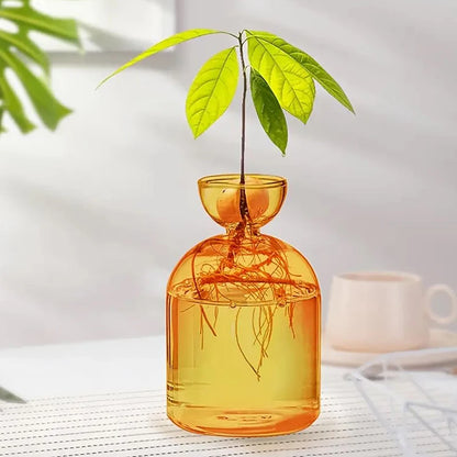 Set of glass avocado seed starter vases in different styles displayed on white shelf
