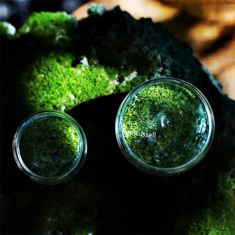 Two glass bottle terrarium sizes side by side on natural wood surface