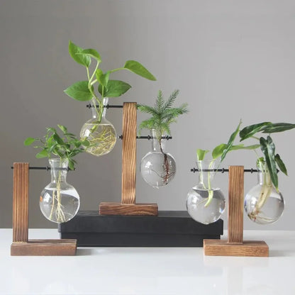 Glass hydroponic planter stand with fresh green plant cuttings in tubes