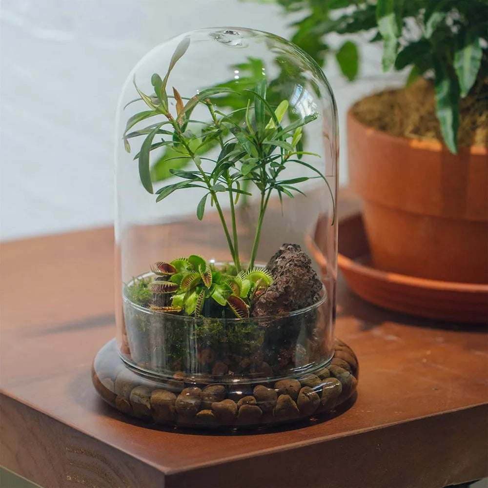 Glass bell jar terrarium set on wooden tray with decorative moss and plants