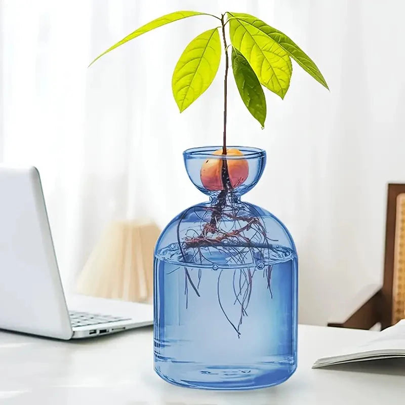 Transparent glass avocado seed starter vase showing sprouting avocado pit on kitchen windowsill
