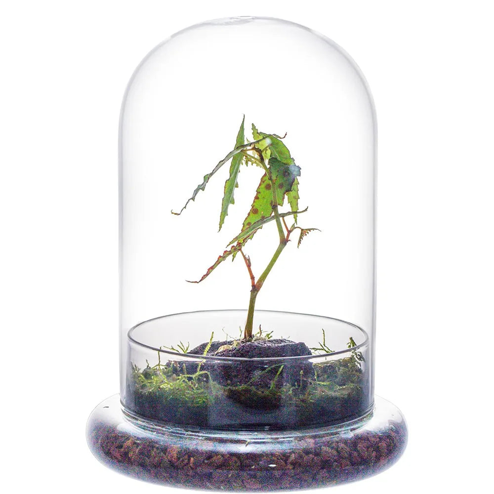 Clear glass bell jar cloche terrarium with wooden base for plant display
