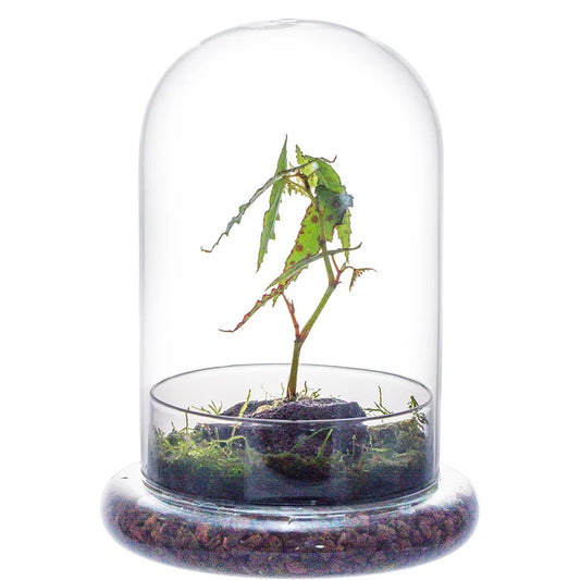 Clear glass bell jar cloche terrarium with wooden base for plant display