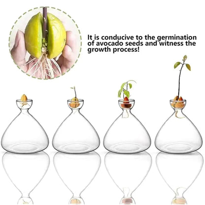Glass avocado seed starter vase showing roots growing in water