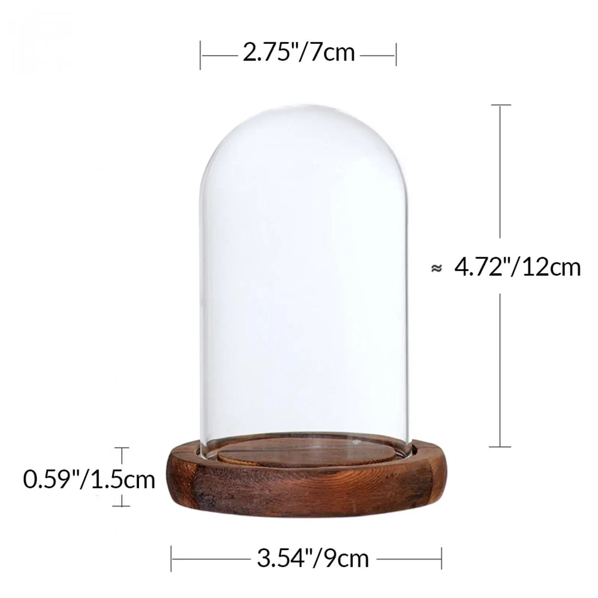 Large glass dome cloche with wooden base for botanical display
