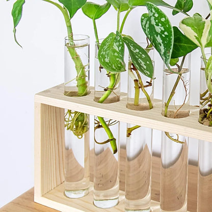 Desktop glass tube planter with four tubes on wooden stand for hydroponic use