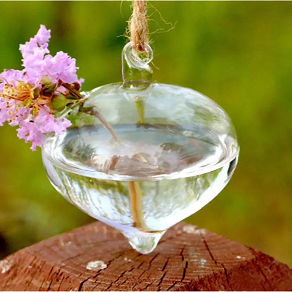 Glass ball hanging vase with air plant displayed on sunlit window