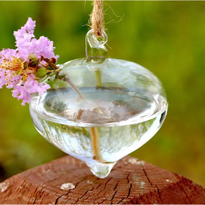 Glass ball hanging vase with air plant displayed on sunlit window