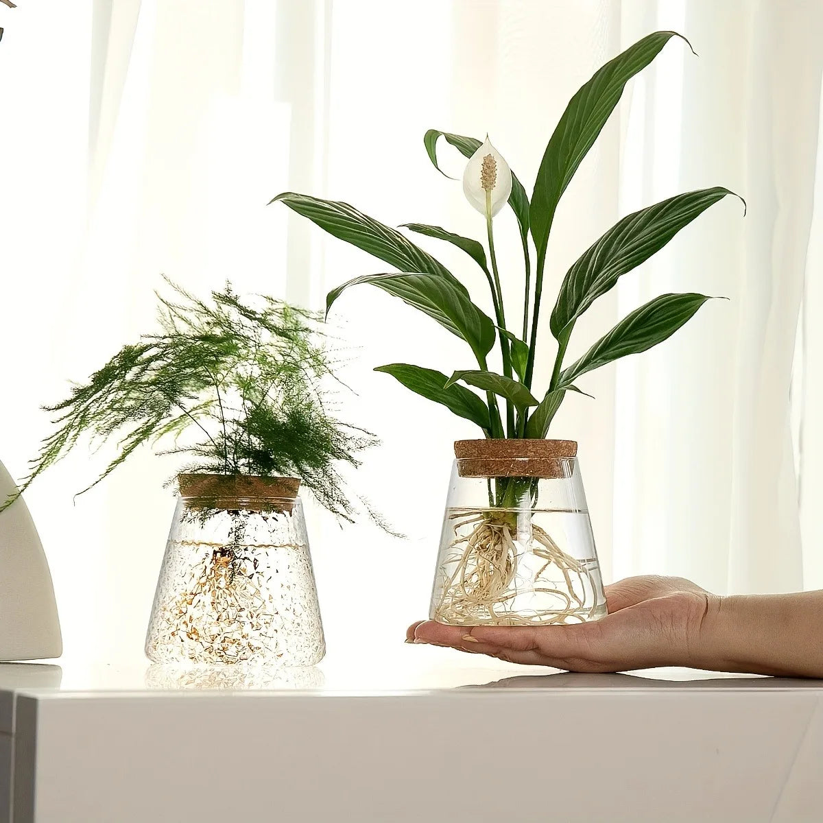 Transparent glass planter with tray base for low-maintenance indoor gardening