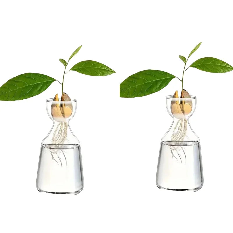 Close-up of glass avocado vase construction showing seed-holding feature