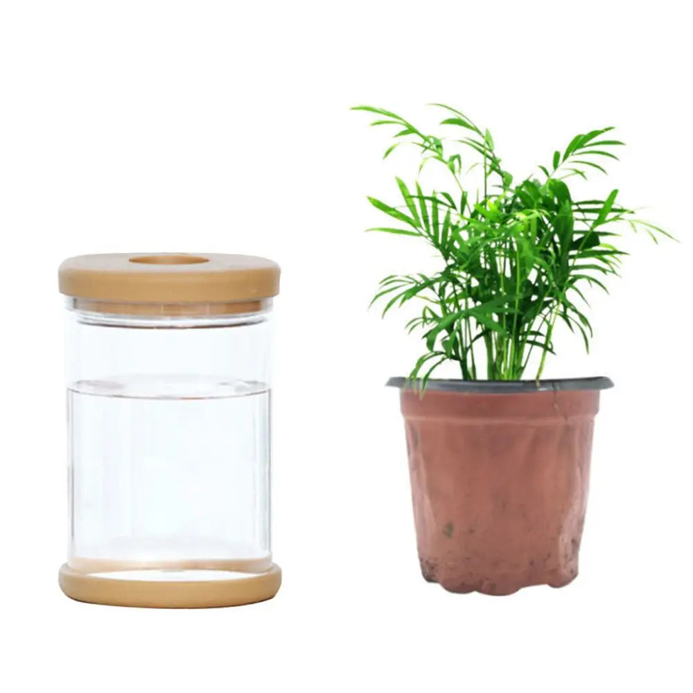 Side view of simple clear plastic hydroponic vase on contemporary desktop