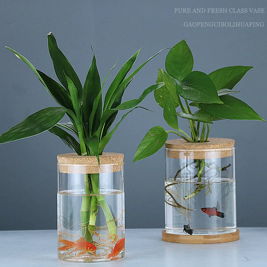 Transparent resin flower pot with green plant growing in water