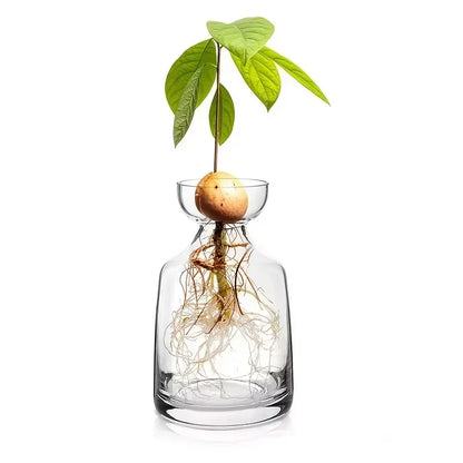 Two avocado glass seed starter vases in different sizes side by side