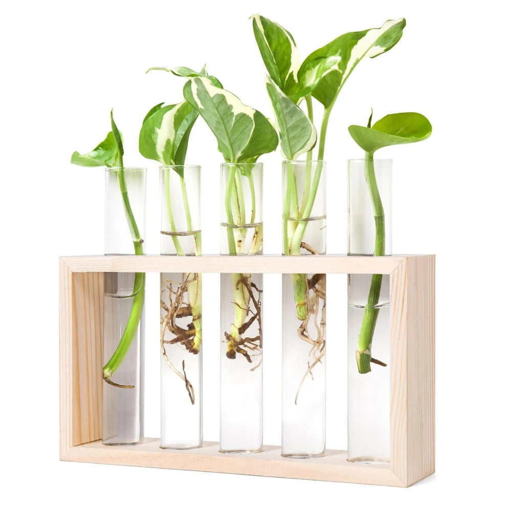 Five-tube glass propagation planter on wooden stand with multiple plant cuttings