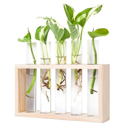 Five-tube glass propagation planter on wooden stand with multiple plant cuttings