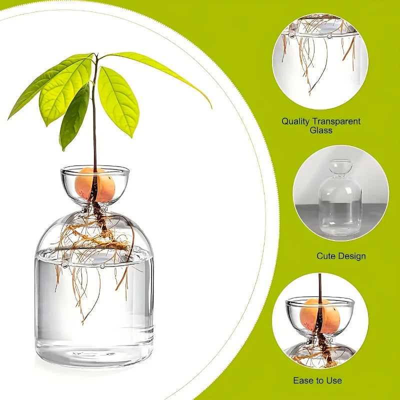 Two-piece big glass avocado propagation kit on sunny kitchen windowsill