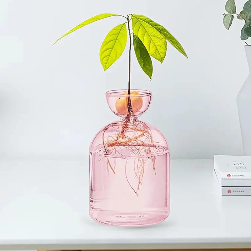 Angled view of glass avocado seed vase with small green sprout emerging from pit