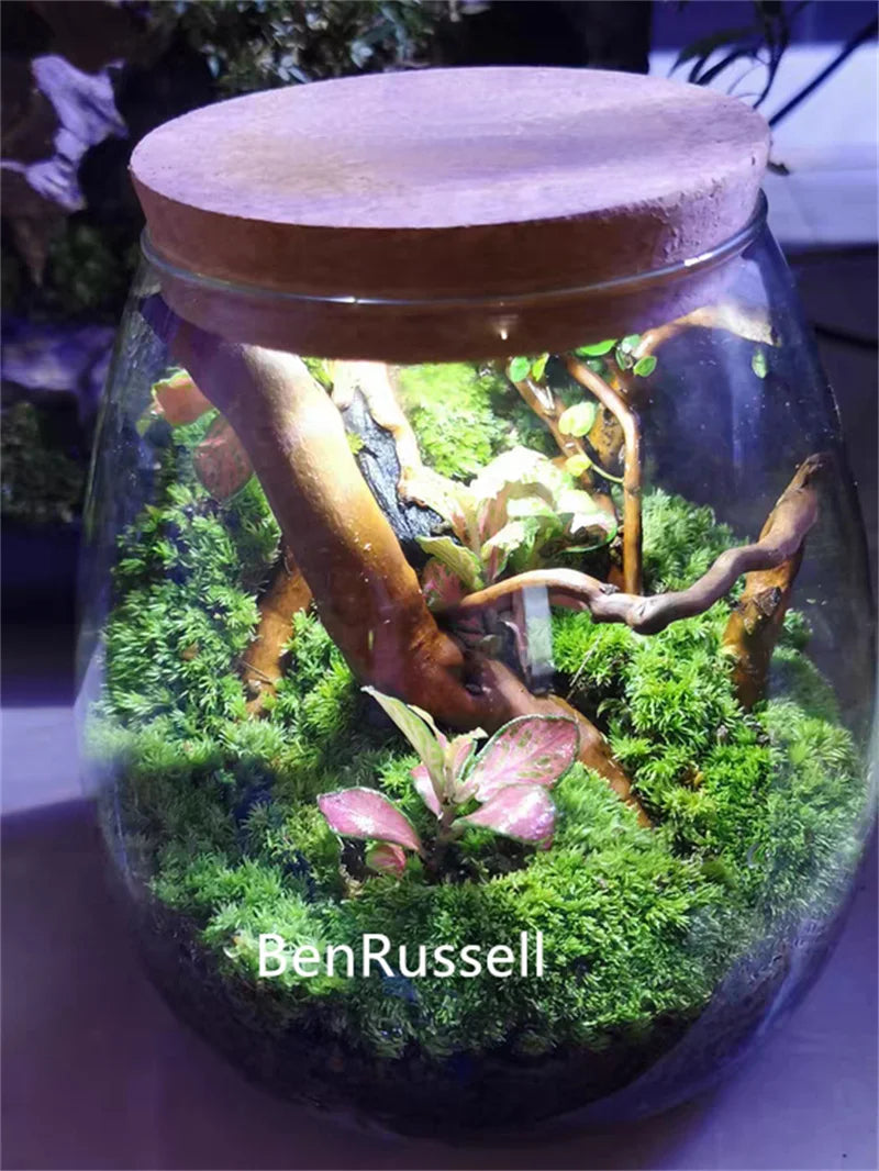 Glass cork bottle terrarium with small succulent and moss arrangement