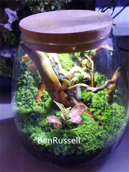 Glass cork bottle terrarium with small succulent and moss arrangement