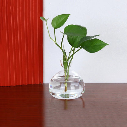 Close-up of avocado seed suspended in glass seed starter vase
