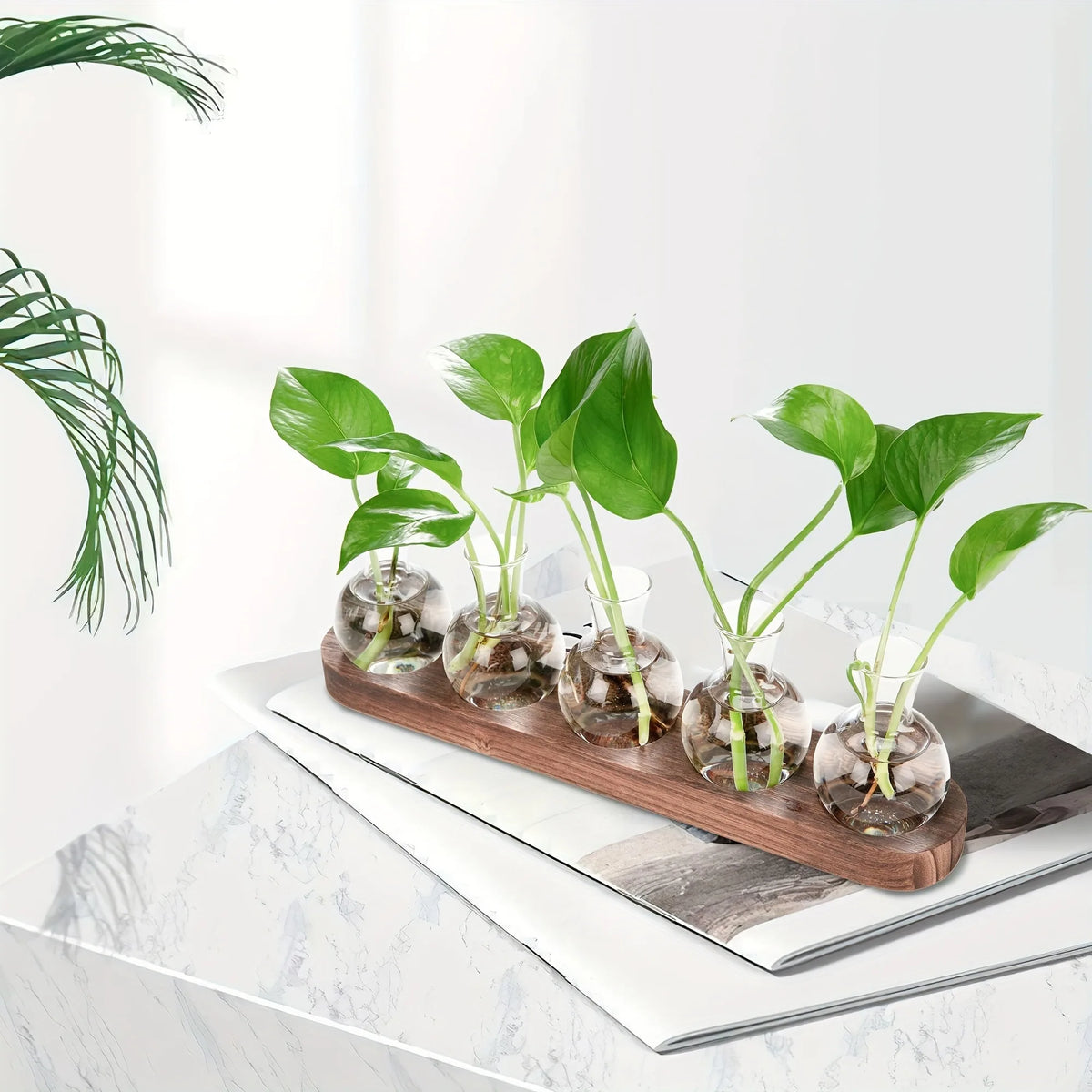 Style B glass terrarium on wooden tray as compact indoor propagation station