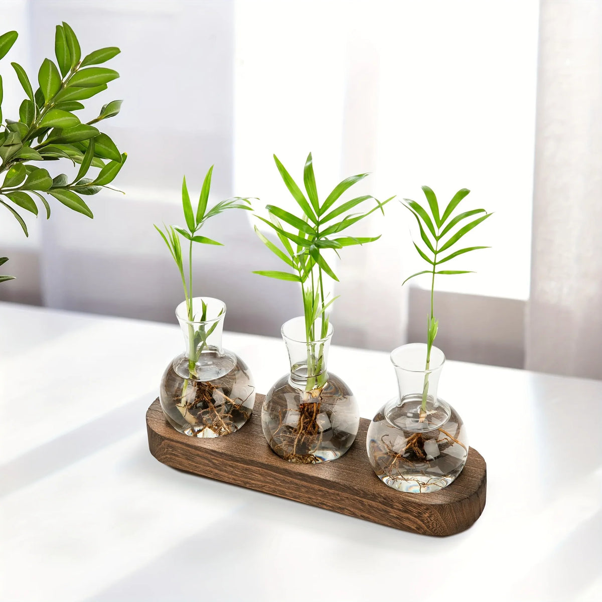 Two style variants of glass terrarium wooden tray planters displayed side by side