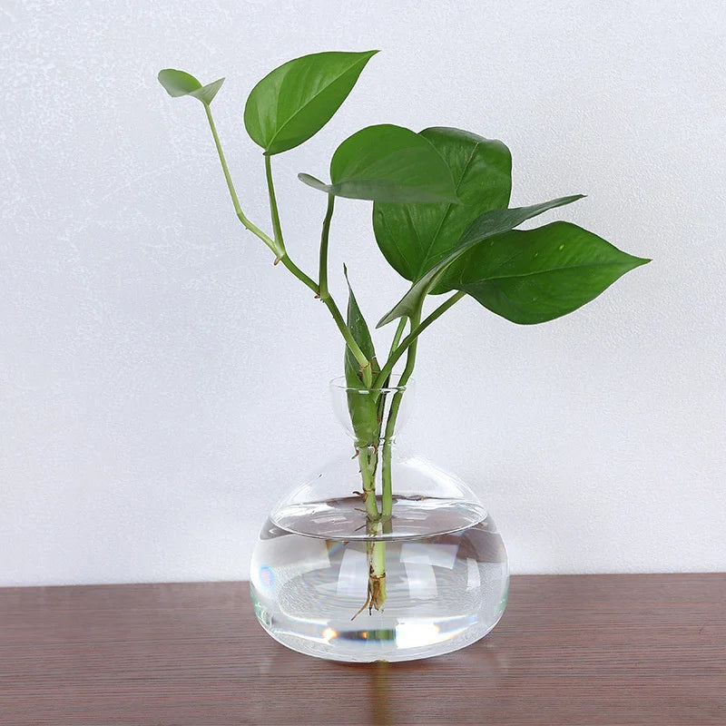 Two avocado seed starter vase sizes compared side by side