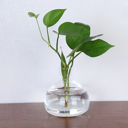 Two avocado seed starter vase sizes compared side by side