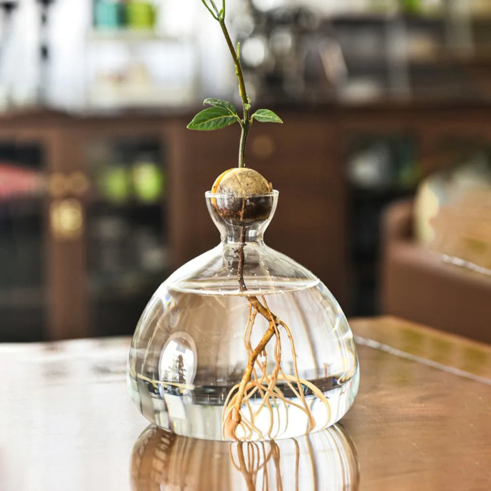 Glass avocado propagation vase kit with decorative stickers