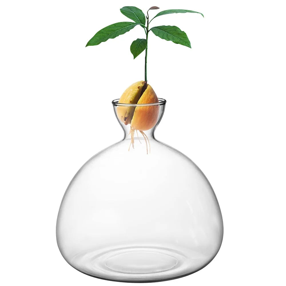 Avocado seed glass growing vase with decorative sticker on kitchen shelf