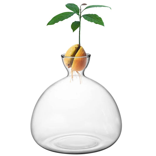 Avocado seed glass growing vase with decorative sticker on kitchen shelf