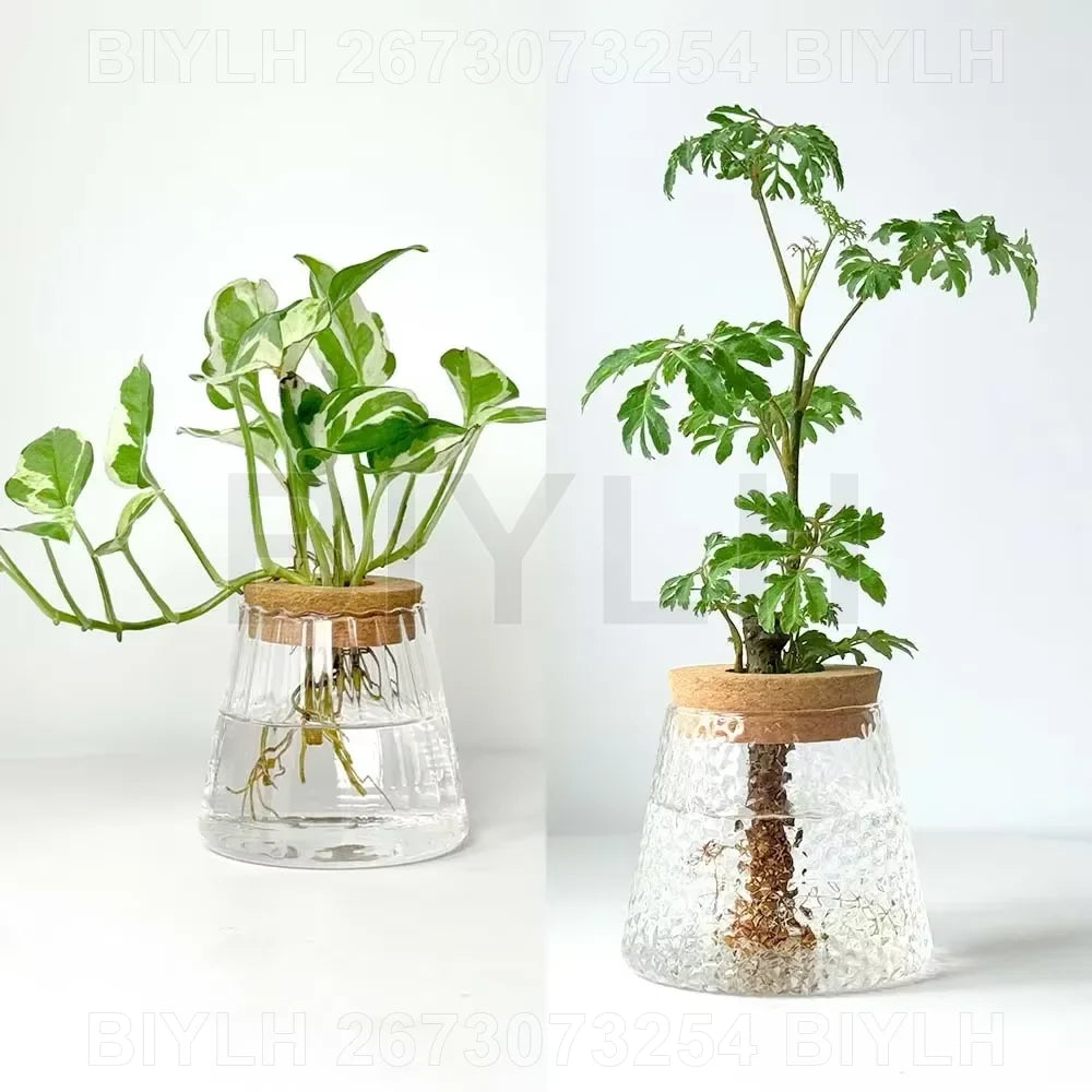 Clear glass plant pot for water propagation with visible roots inside