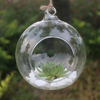 Hand holding small glass ball planter with water-rooted plant cutting inside