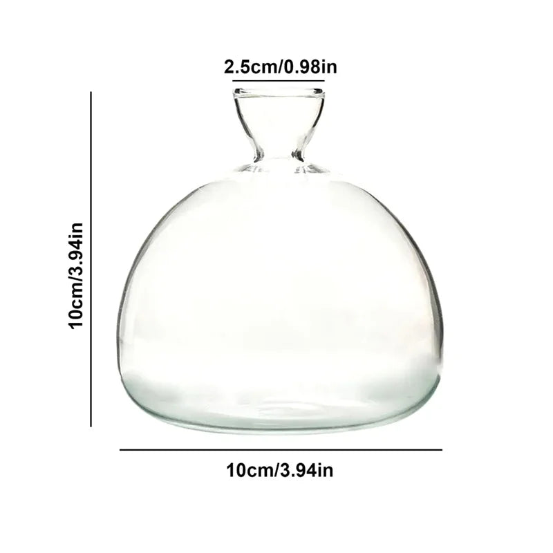 Clear glass avocado seed starter vase gift set with growing kit display