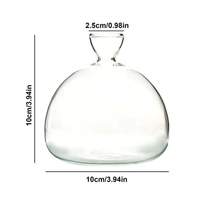Clear glass avocado seed starter vase gift set with growing kit display