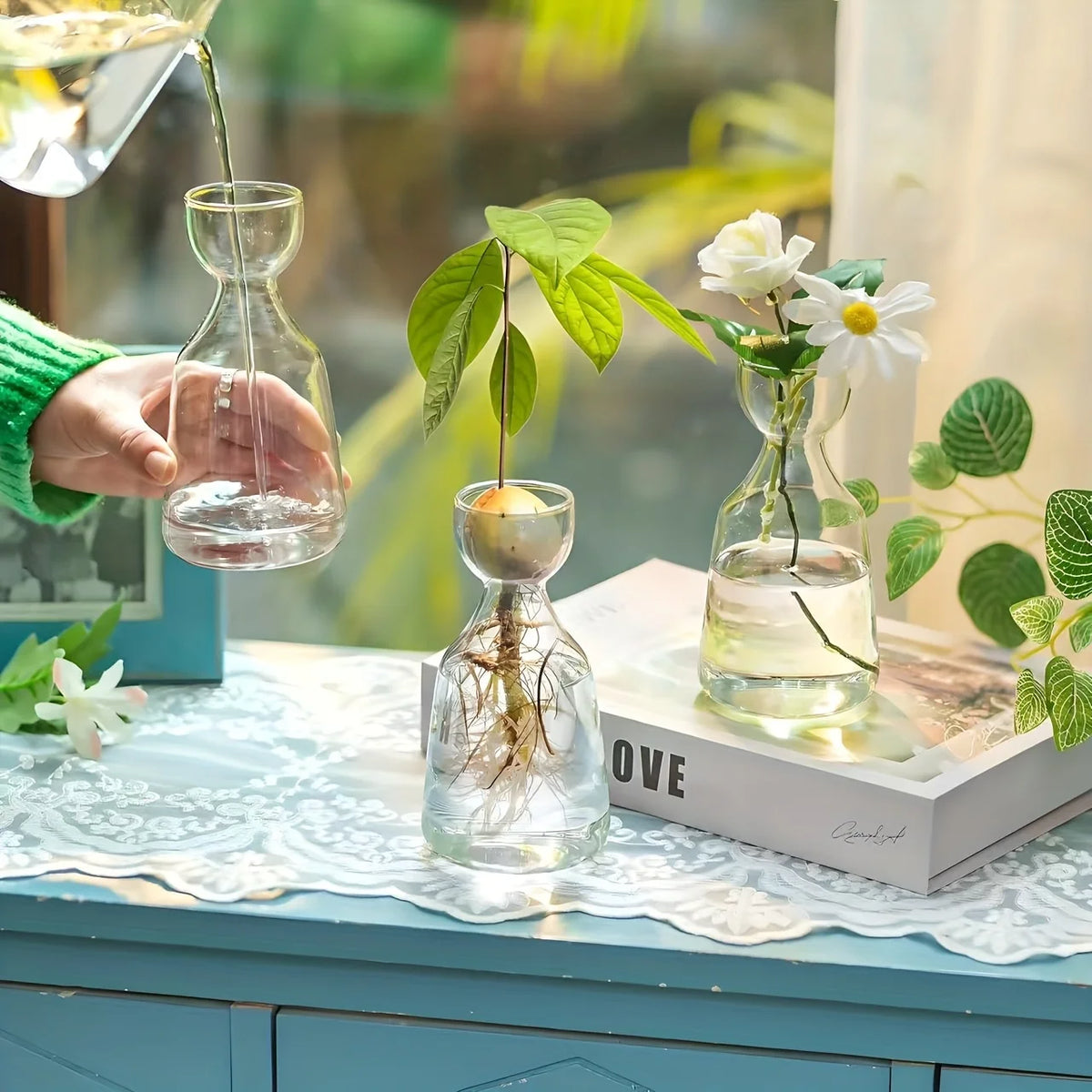 Close-up of glass avocado hydroponic vase with plant roots visible in water