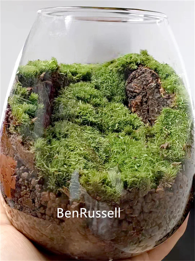 Four sizes of glass cork terrarium bottles displayed in a row