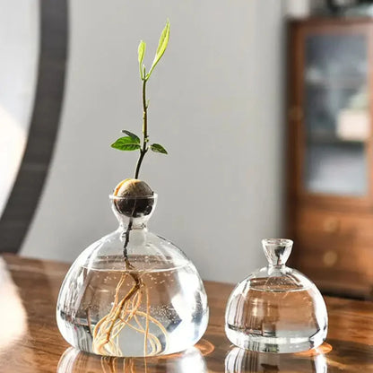 Small 10x10cm glass avocado seed growing vase with seed inside